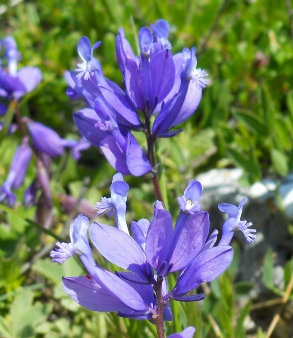 Polygala major / Poligala maggiore